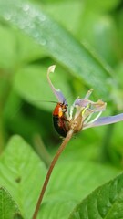 Red beetle looking for flower nectar