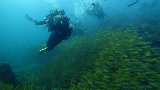 Explorando a vida marinha nas &aacute;guas cristalinas da Tail&acirc;ndia
