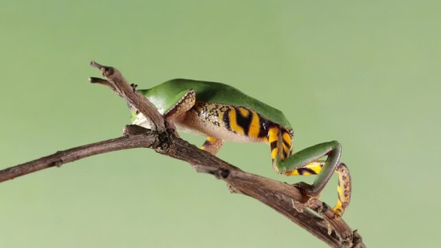 Footage Phyllomedusa hypochondrialis climbing on branch, Northern orange-legged leaf frog or tiger-legged monkey frog closeup, Male tiger-legged monkey frog  