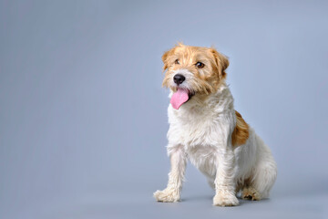 Jack Russell terrier with overgrown fur on a gray background