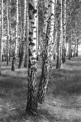 black-and-white photo with white birches