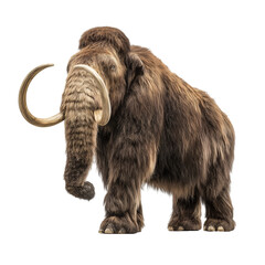 A woolly mammoth standing in profile against a white background