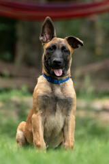 Playful Belgian Malinois puppies running and playing on a green grass field outdoors on a sunny day. Happy, active dogs ennjoying nature, training and having fun. Purebred working dog breed, energetic