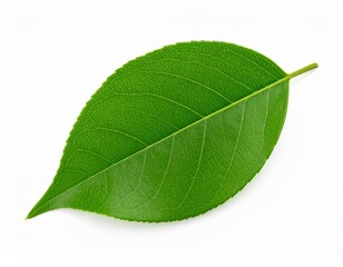 Obraz premium ibrant Green Leaf with Detailed Veins on White Background