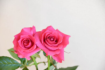 ピンクのばら