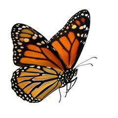 Fototapeta premium Close up of a monarch butterfly with detailed orange and black wings