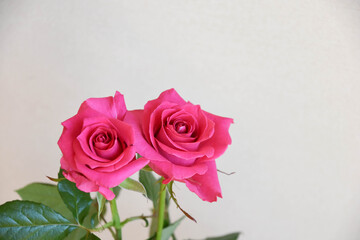 ピンクのばら