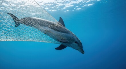 Fototapeta premium Dolphin in Fishing Net Underwater Scene Bright Blue Ocean