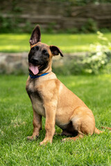 Playful Belgian Malinois puppies running and playing on a green grass field outdoors on a sunny day. Happy, active dogs ennjoying nature, training and having fun. Purebred working dog breed, energetic