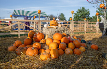 Pile of pumpkins and hay in festive Halloween setup