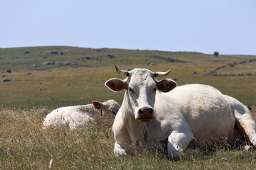 2 vaches blanches