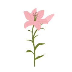 Lily flower, spring bloom with delicate gentle petals, leaves. Beautiful blooming pink lily flower isolated on white background. Gorgeous garden floral plant, branch with leaf.Flat vector illustration