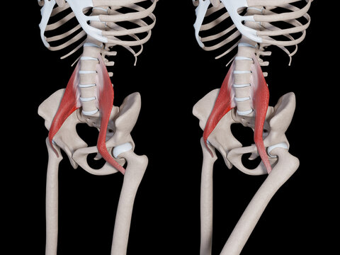 3d Illustration of Psoas Major Muscle Movement