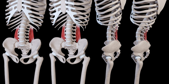 3d Illustration of Quadratus Lumborum Muscle Movement