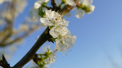 Abeilles travaillant dans les arbres fruitiers au printemps