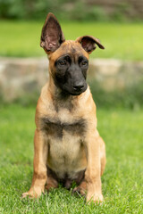 Playful Belgian Malinois puppies running and playing on a green grass field outdoors on a sunny day. Happy, active dogs ennjoying nature, training and having fun. Purebred working dog breed, energetic