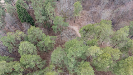 Aerial View of Forest with Winding Path