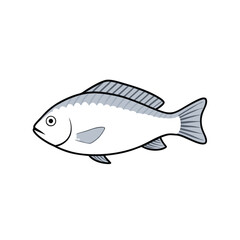 Tilapia fish line art illustration, isolated white background