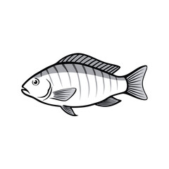 Obraz premium Tilapia fish line art illustration, isolated white background
