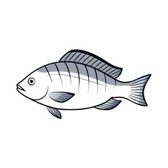 Obraz premium Tilapia fish line art illustration, isolated white background