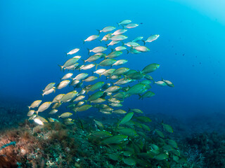 school of salpa fish swimming and feeding near the sea bottom, concept of scuba diving and underwater wildlife