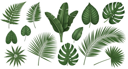 A collection of detailed green tropical leaves, various shapes and sizes, isolated on white.