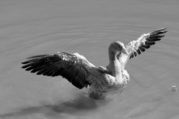 Greylag goose with wings spread — black and white.
