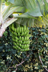 Bananenstaude