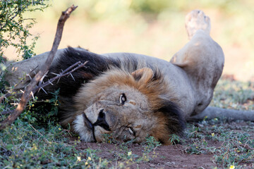 Lion (Panthera leo) male hanging around in Mashatu Game Reserve in the Tuli Block in Botswana