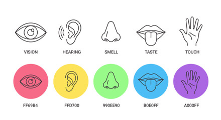 Fototapeta premium Illustration depicting the five human senses: vision, hearing, smell, taste, and touch, shown as line art and colored circles.