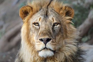 Lion (Panthera leo) male hanging around in Mashatu Game Reserve in the Tuli Block in Botswana