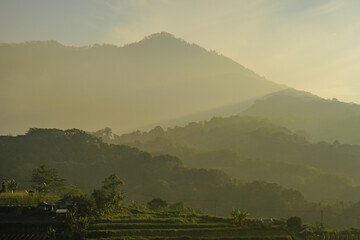Rice fields at dawn landscape