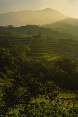 Rice fields at dawn landscape