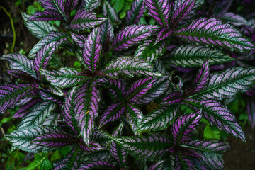 background of green leaves