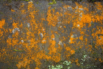 the texture of the wall with rust