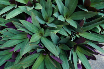 background of green leaves