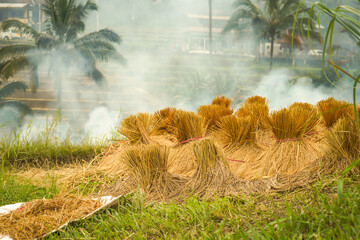harvested rice crop