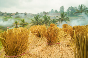 harvested rice crop