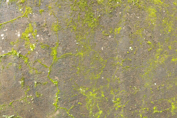 texture of stone and moss masonry