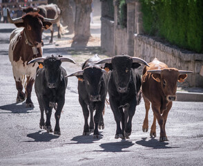 Encierro de toros por las calles
