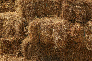 On a sunlit summer field, golden hay bales lie in neat rows — a serene symbol of rural life and...