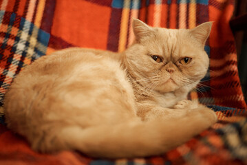 A grumpy exotic shorthair cat resting on a vibrant plaid blanket indoors.