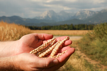An agronomist holds golden ears of ripe wheat in both hands, bathed in sunlight, against a blurred background of farmland and the European Alps, series "Agriculture".