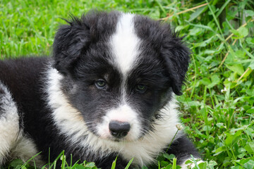 Dog puppy lying on the grass in the garden. A cross between a Bernese Mountain Dog and a Samoyed.