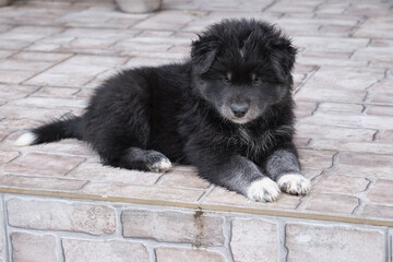 A black dog puppy lies on the porch of the house on the tiles. A cross between a Bernese Mountain Dog and a Samoyed.