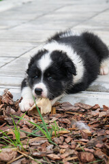 A black and white dog puppy lies on the pavement of the house on the tiles and gnaws on a bone.