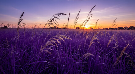 Naklejka premium A wheat field at sunset image