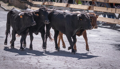 Encierro de toros por las calles