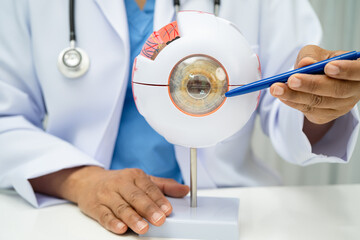 Asian doctor with eye human anatomy model for study diagnosis and treatment in hospital.