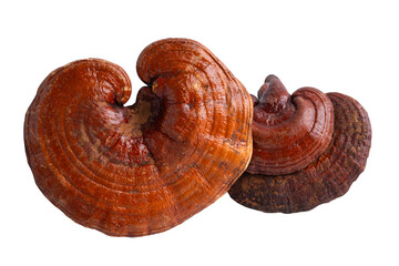 Lingzhi or Reishi mushroom with capsules, organic natural healthy food isolated on white with clipping path.